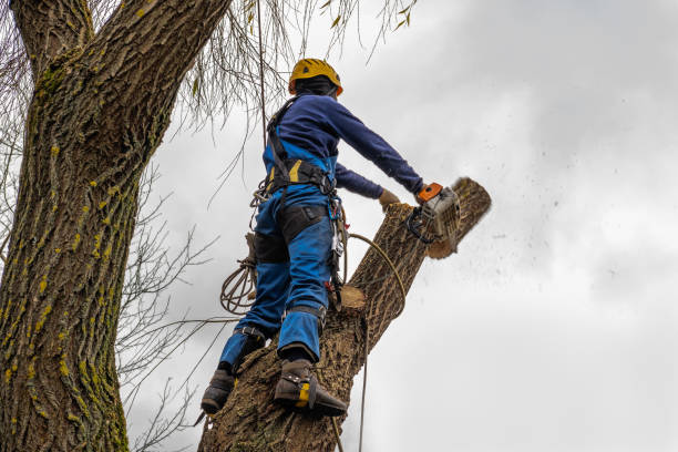 Best Storm Damage Tree Cleanup  in Burlington, KY